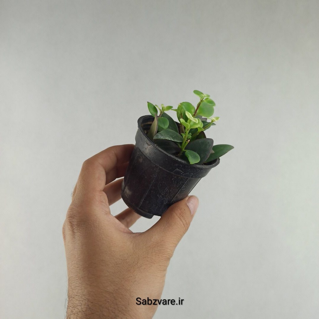 آشیانتوس رژ لبی ابلق (L26084)