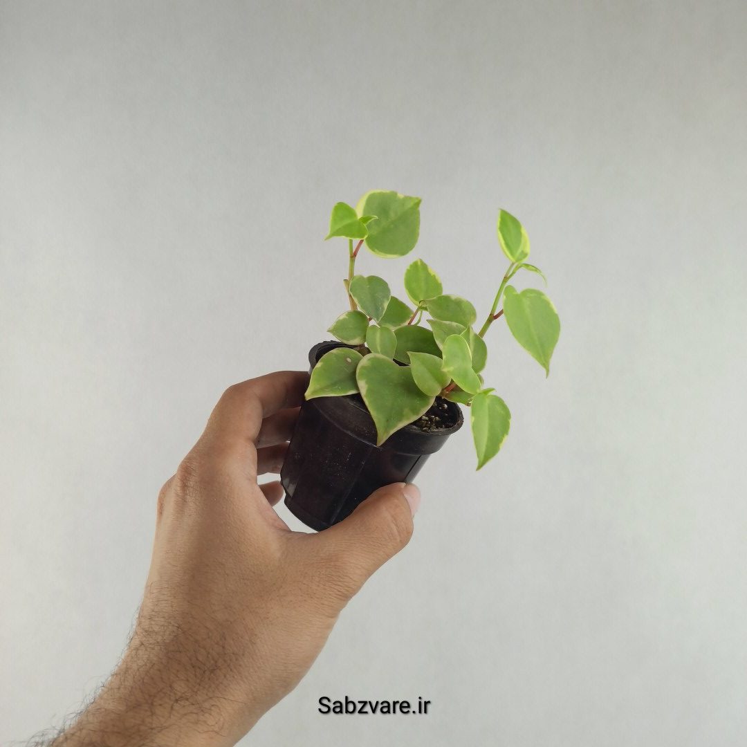 پپرومیا اسکاندنس (L26085)