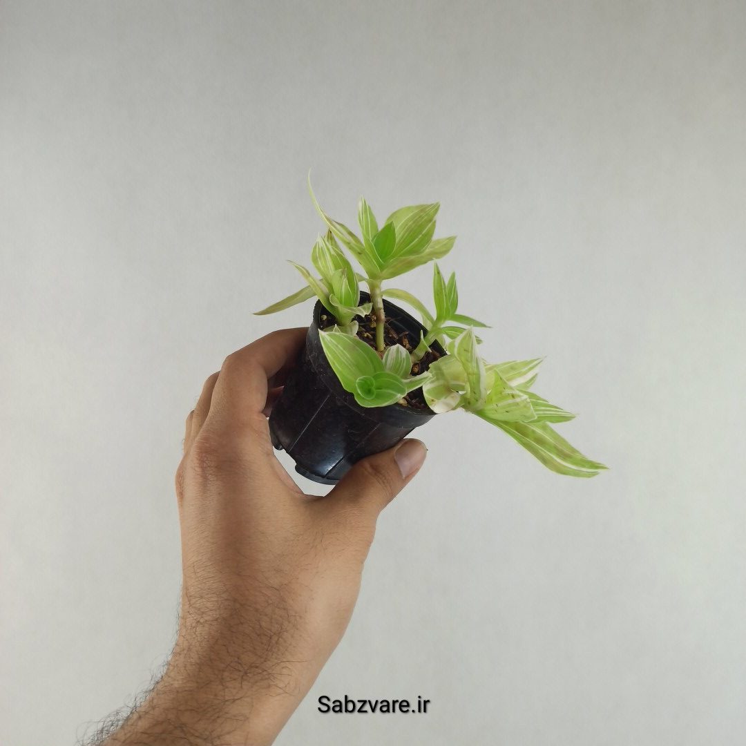 برگ بیدی ابلق (L26087)