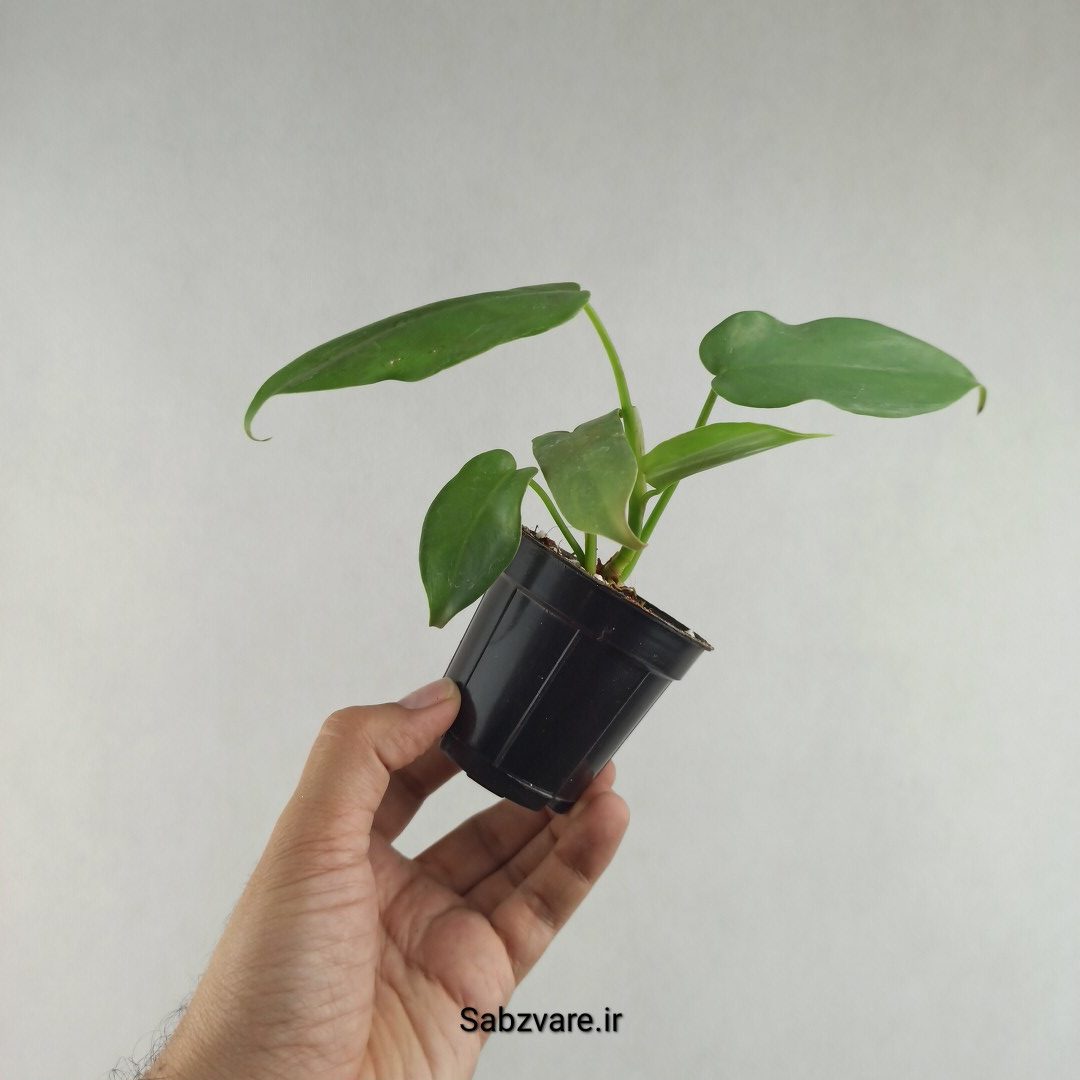 فیلودندرون برگ ویولونی (L26092)