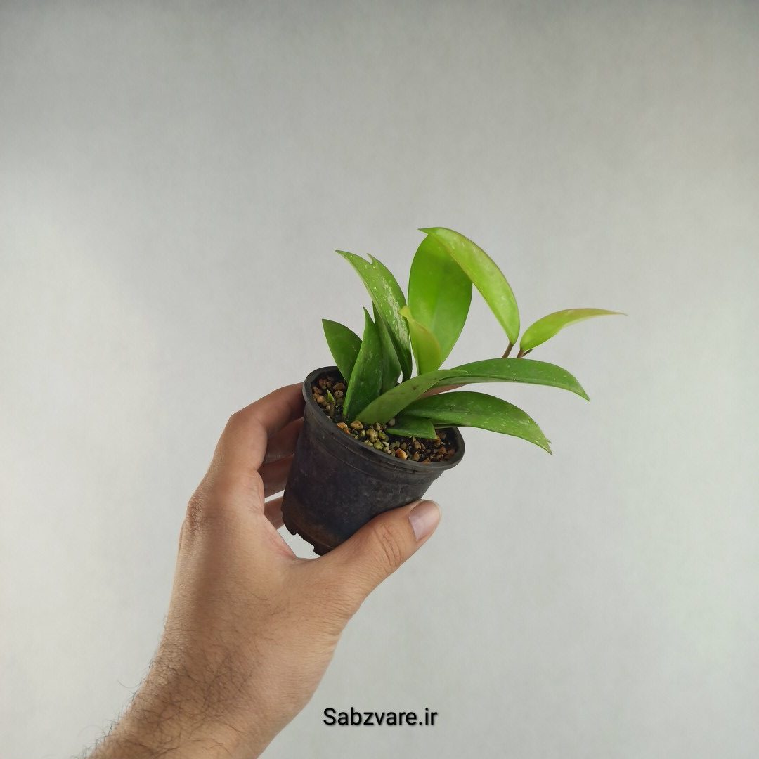 هویا پابیکالیکس (M26117)