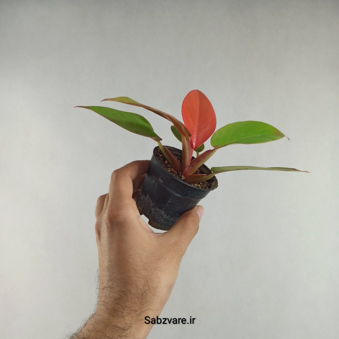 فیلودندرون پرتقالی (N26124)