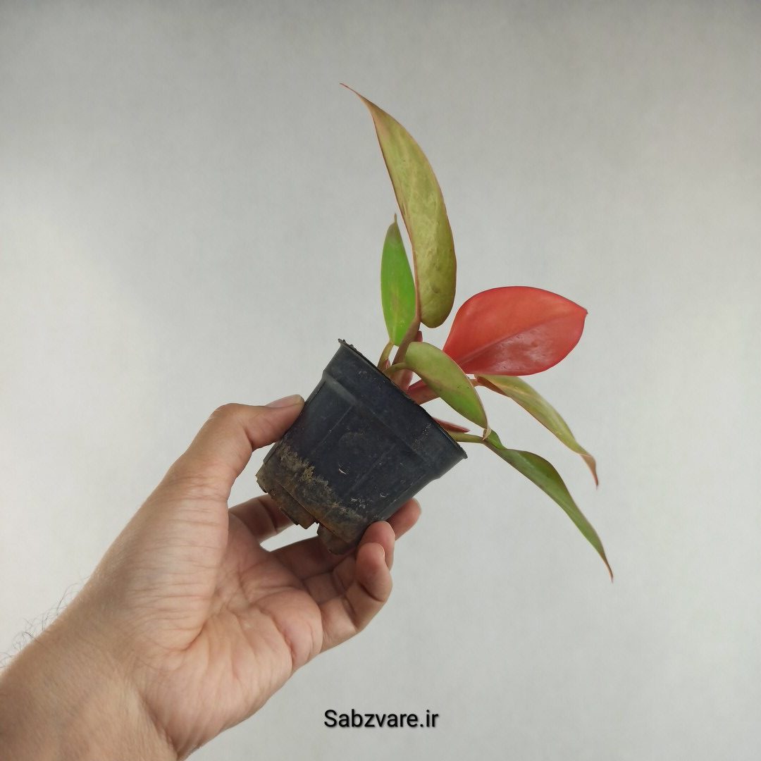 فیلودندرون پرتقالی (N26124) - Image 3