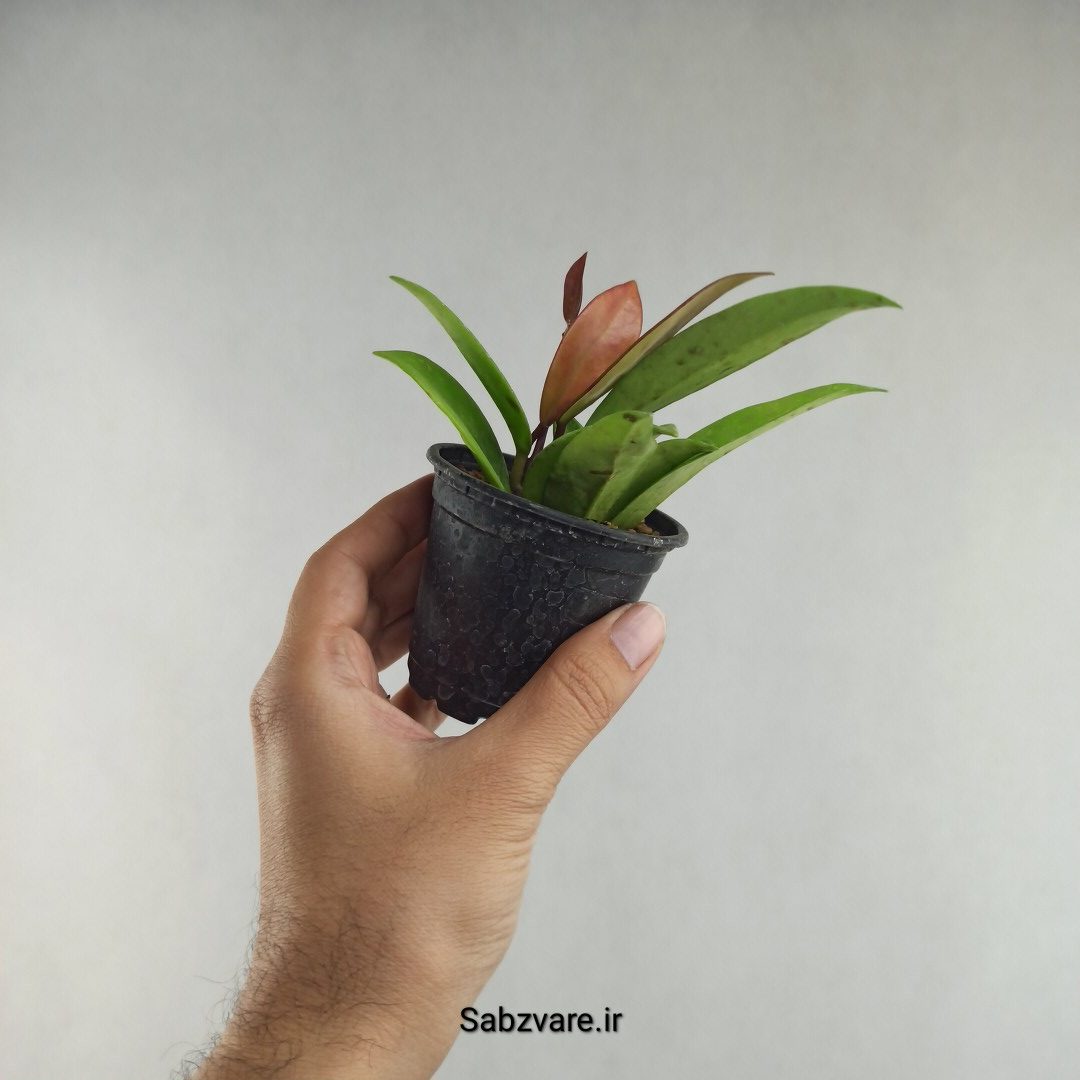 هویا پابیکالیکس (N26131) - Image 2
