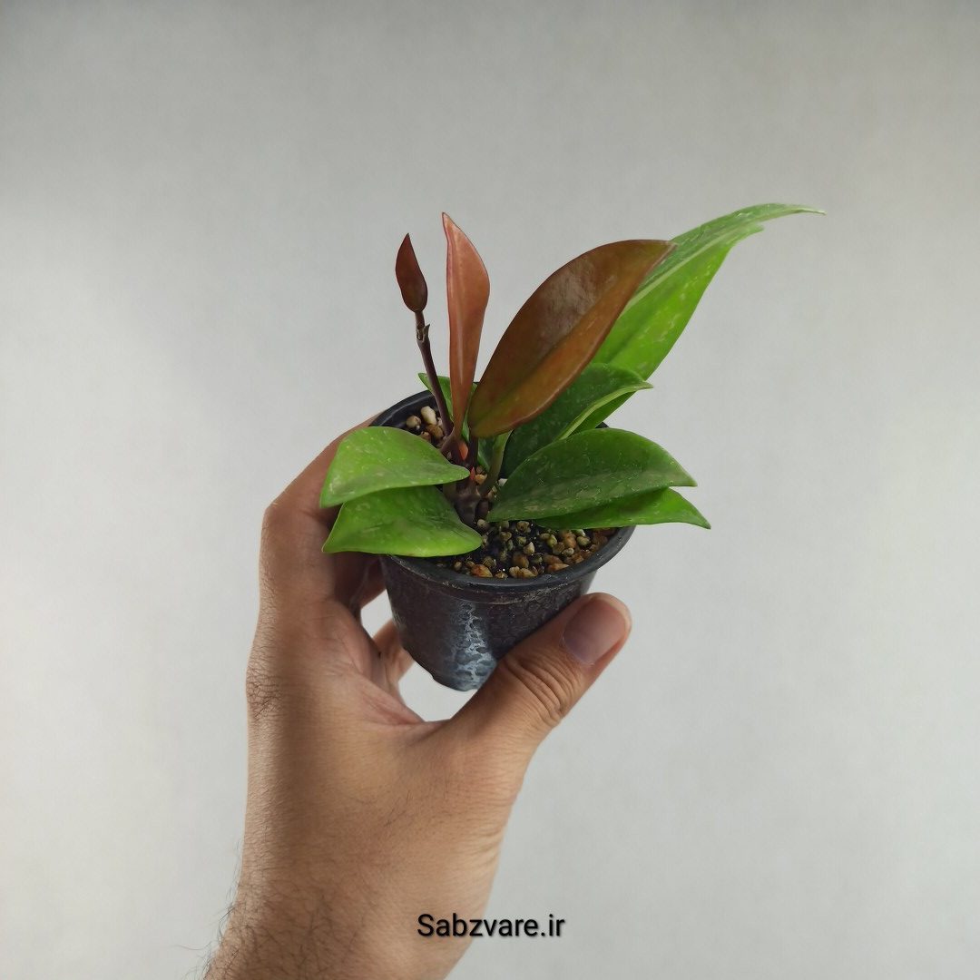 هویا پابیکالیکس (N26131) - Image 3
