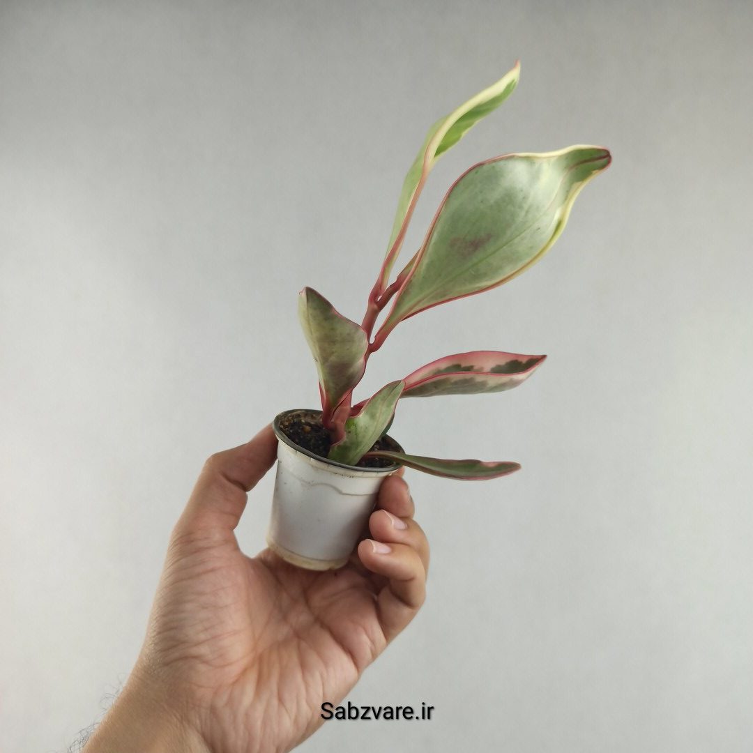 برگ قاشقی شرابی (N26132) - Image 3