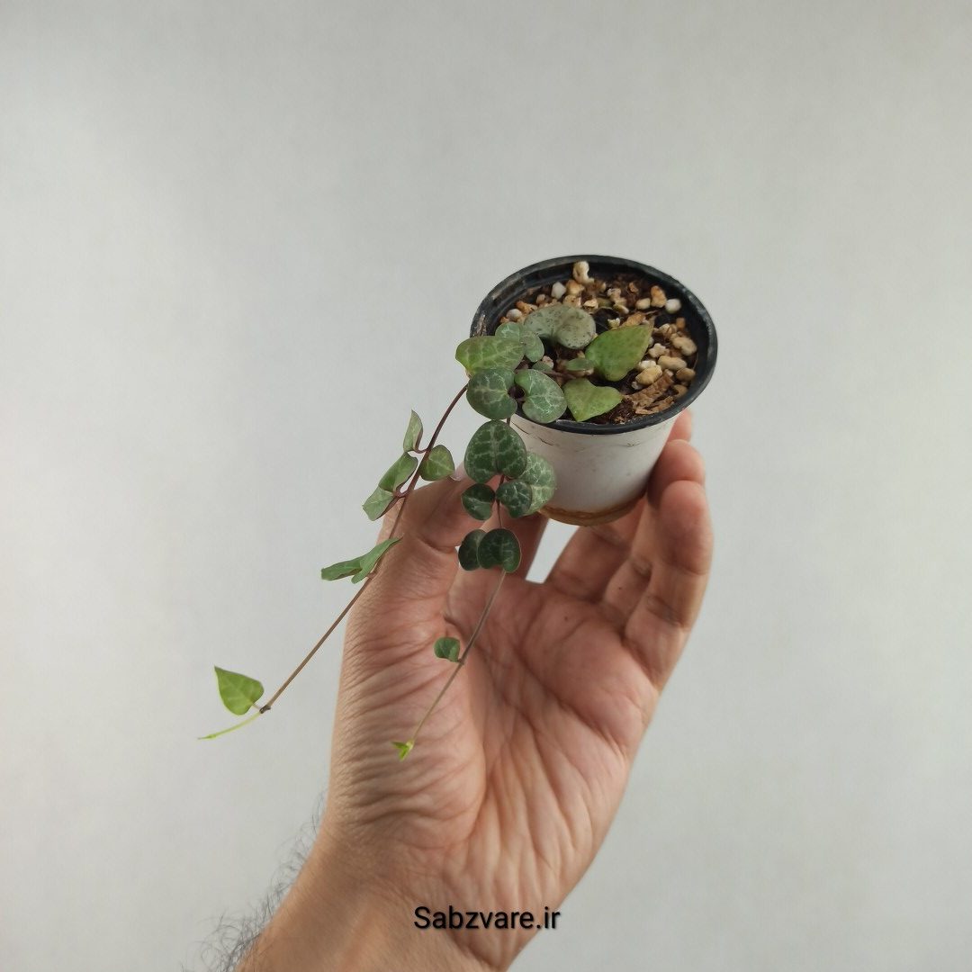 سروپژیا سبز (O26152) - Image 2