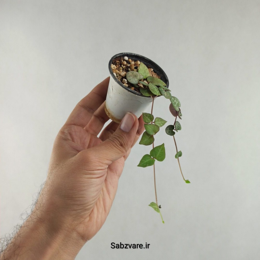 سروپژیا سبز (O26152) - Image 3