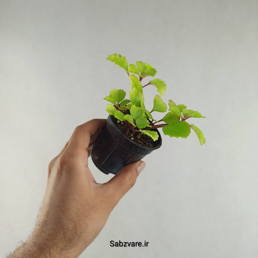 پیچک سوئدی (Q26190)